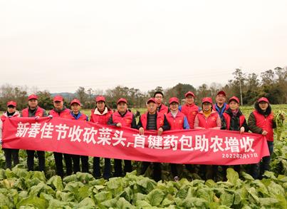 抢时机砍收菜头 首键党支部助农增收