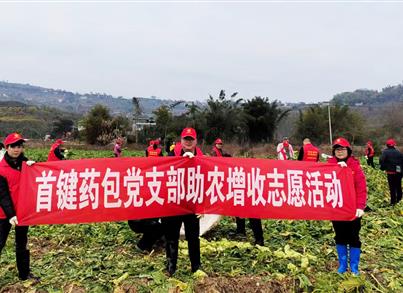 助农收砍青菜头 首键药包党支部用行动温暖种植大户的心