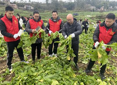 党建引领：首键药包党支部积极参与“万名志愿者助农收砍青菜头”活动